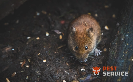 Дератизация в Орехово-Зуево